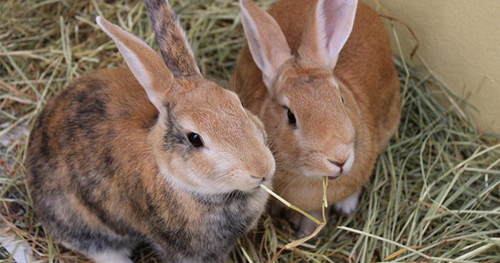 Two brown rabbits sitting in the hay