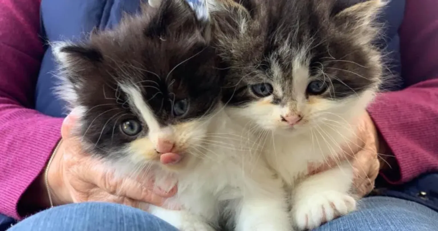 Two fluffy kittens