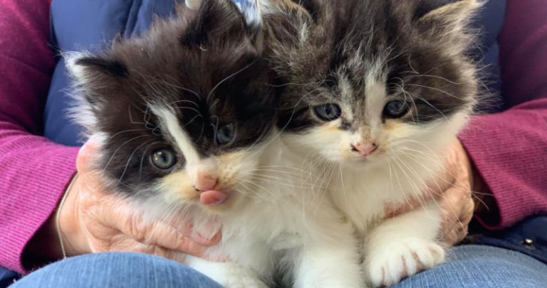 Two fluffy kittens