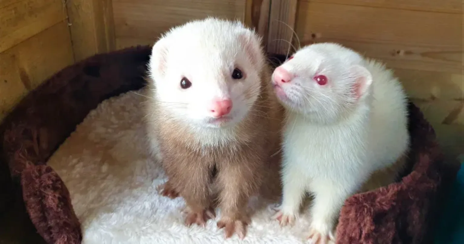 Two small ferrets