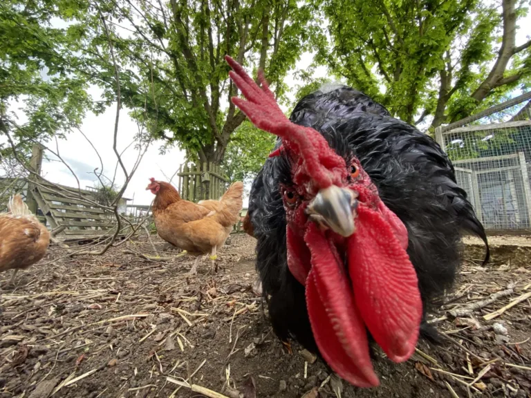 Black chicken looking into camera, with red chicken in background