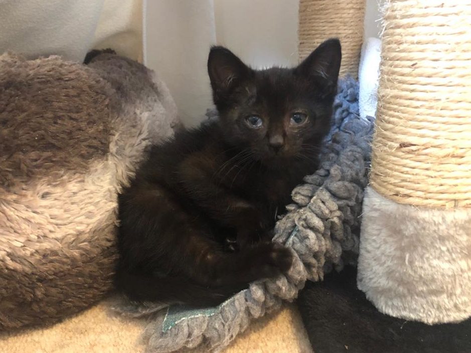 5-month-old kitten, Bump, was brought to Woodgreen after being involved in a road traffic accident