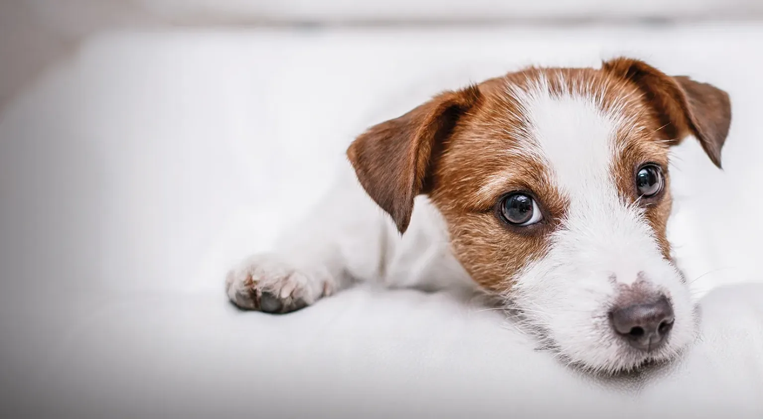 Jack Russell dog lying down and looking up