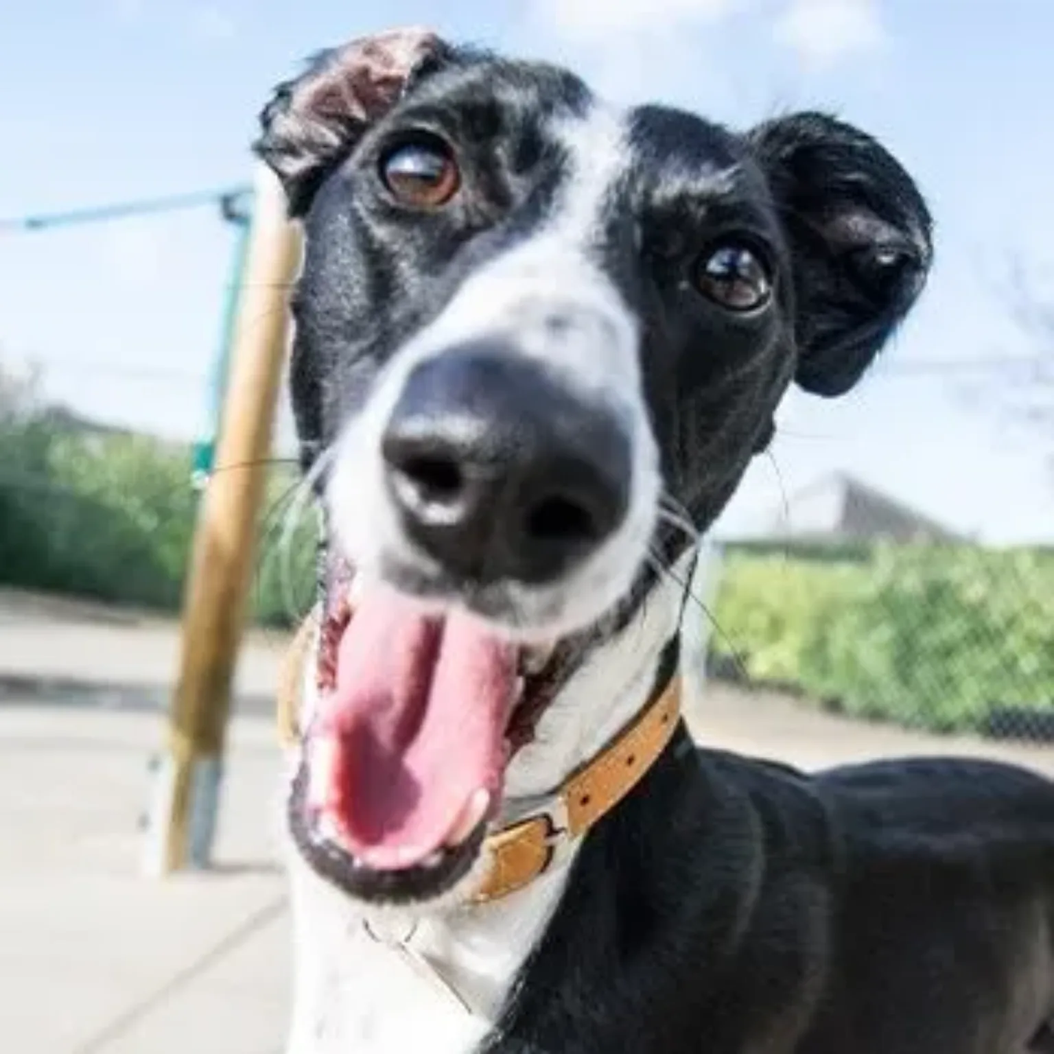 Dog with mouth open