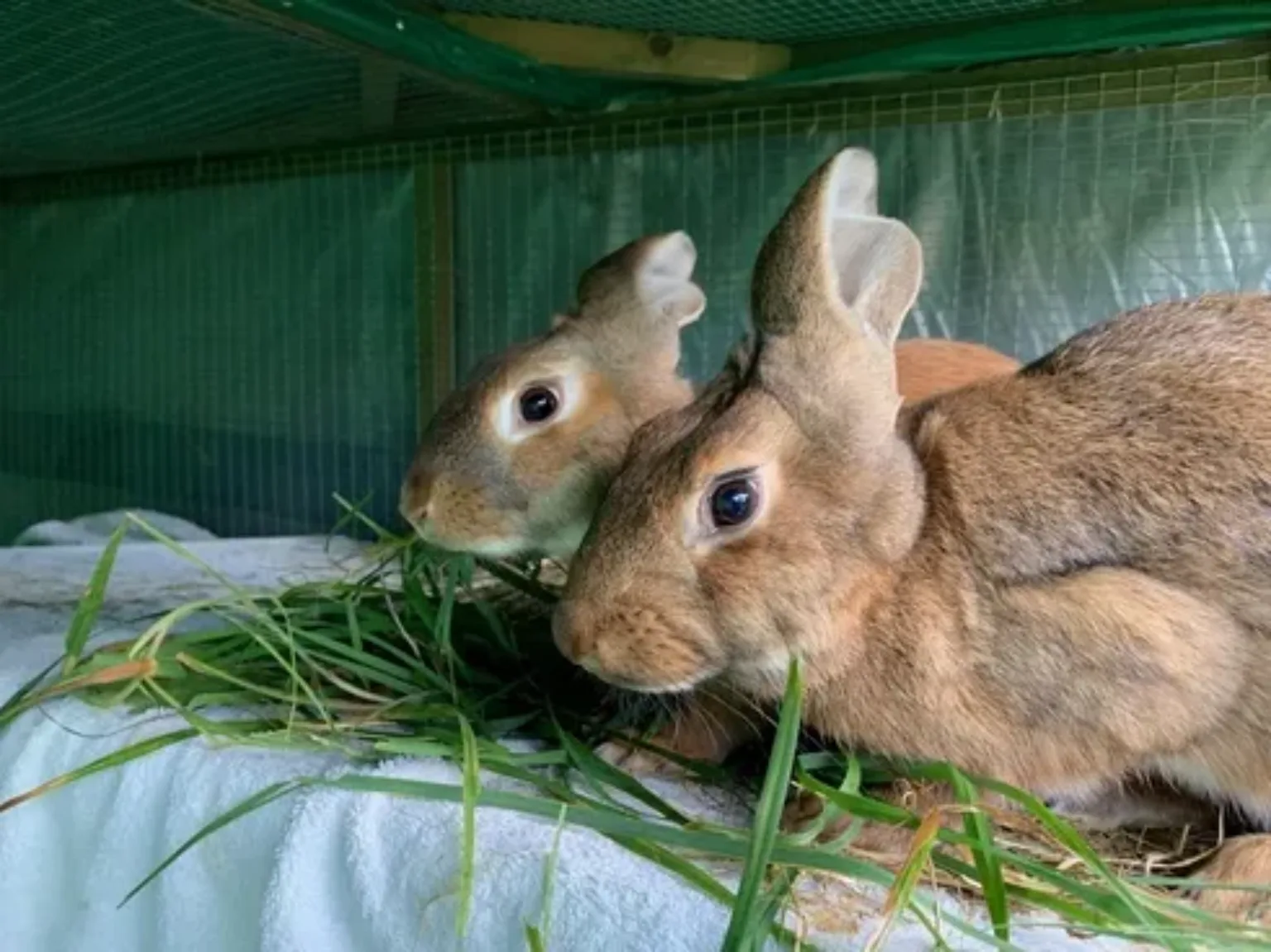 rabbits in a hutch with forage