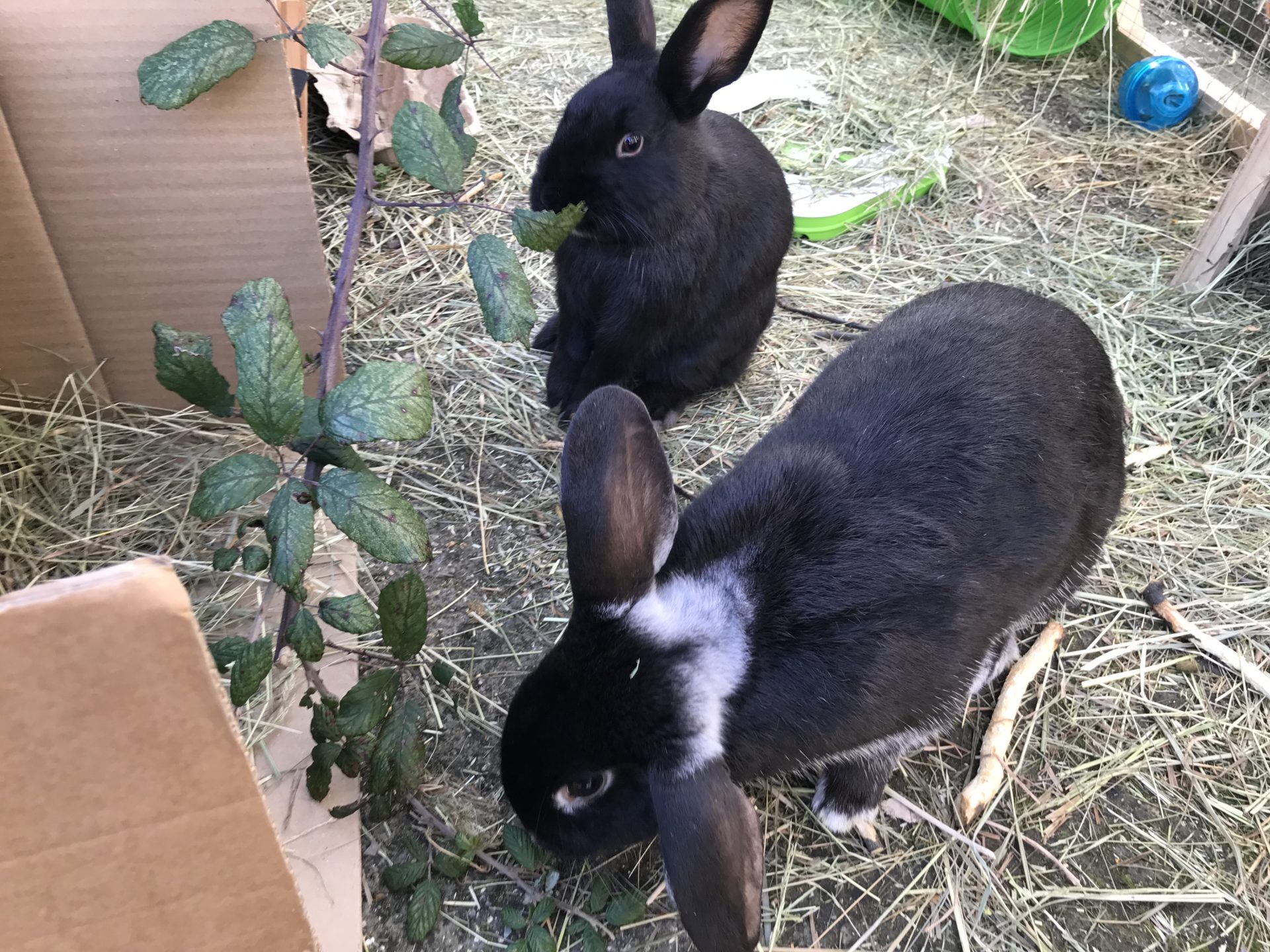 Hula & Pringle | Woodgreen Pets Charity Hula & Pringle | Woodgreen Pets Charity