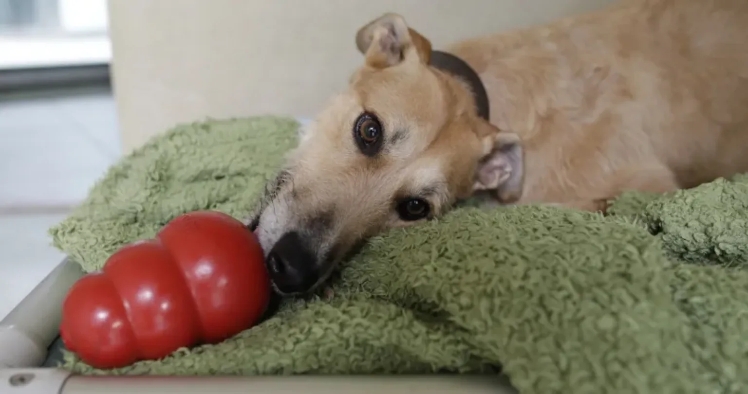 Dog with kong toy