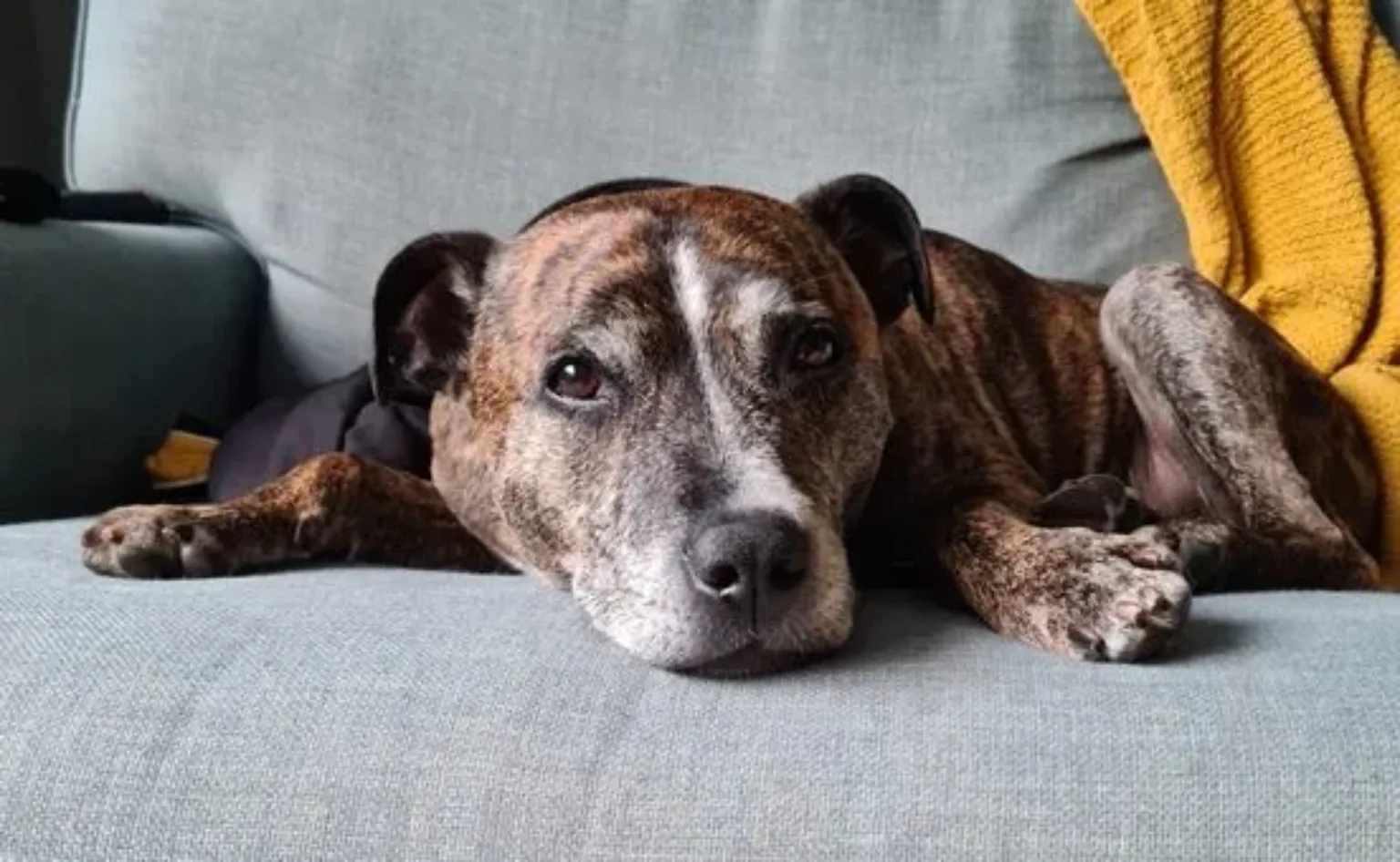 Oscar the dog lying on a grey sofa