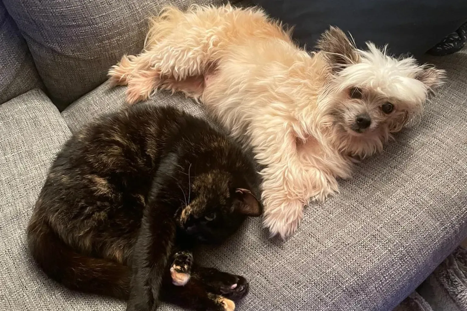 Cat and dog together on a sofa