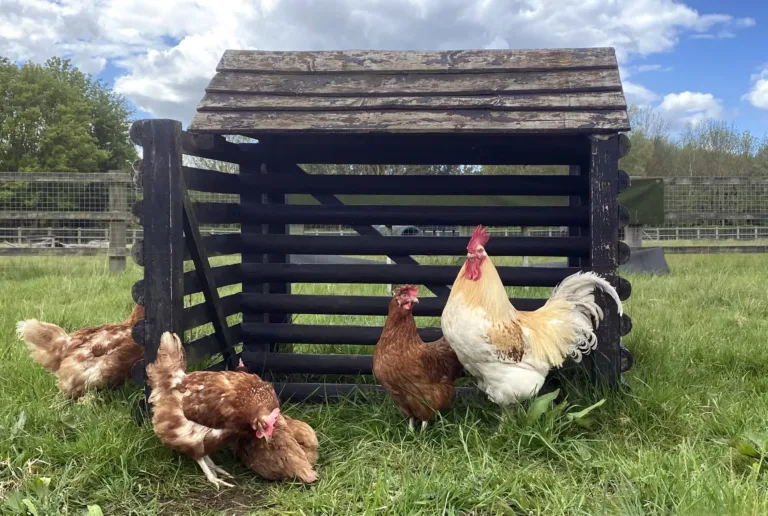 Chickens enjoying the outdoors