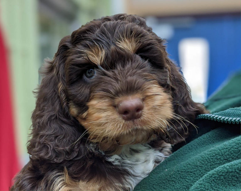 Coco the Cockerpoo