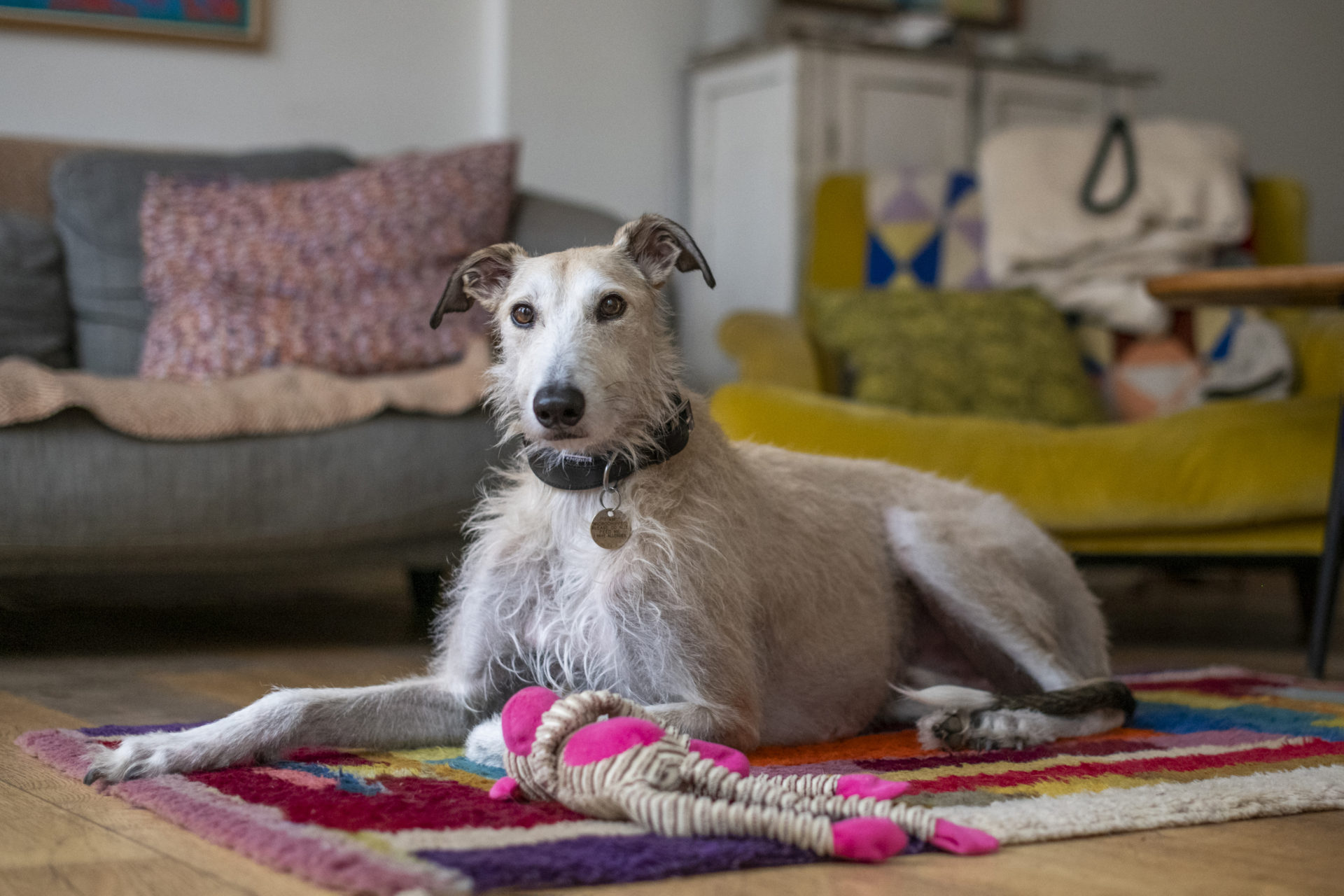 Dog