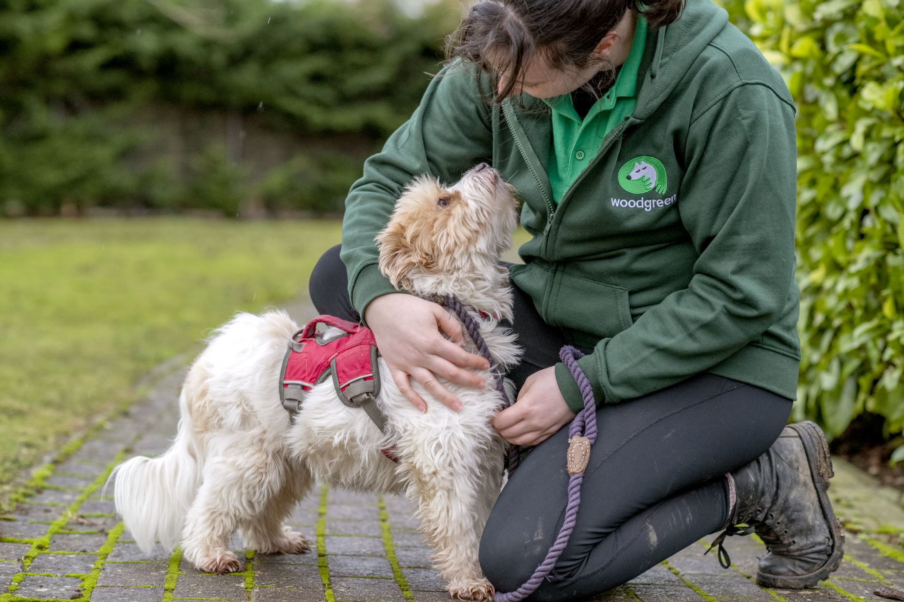 Rescue dog looking at Woodgreen staff member
