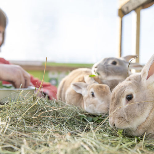 Adopt A Rabbit: Rescue A Rabbit | Woodgreen Pets Charity