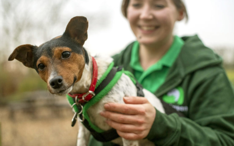 A Woodgreen team member with a dog