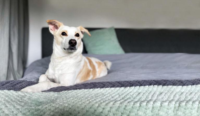 Helping your dog cope with visitors