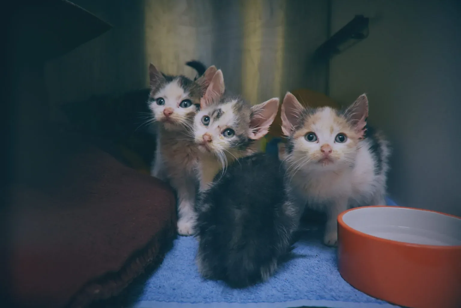 Helps kittens like Big Fish, Little Fish, Cardboard and Box