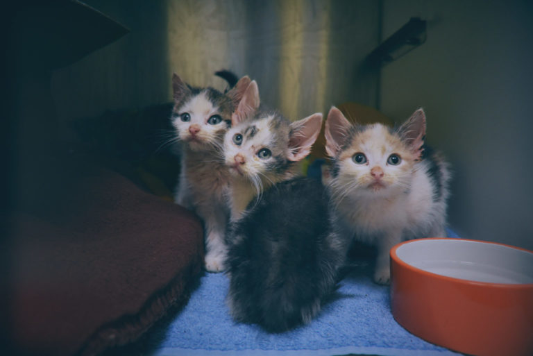 Helps kittens like Big Fish, Little Fish, Cardboard and Box