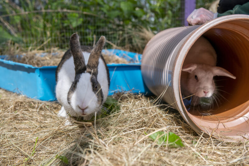 Rabbit Bonding | How To Bond Bunnies & Create Companions - Woodgreen ...