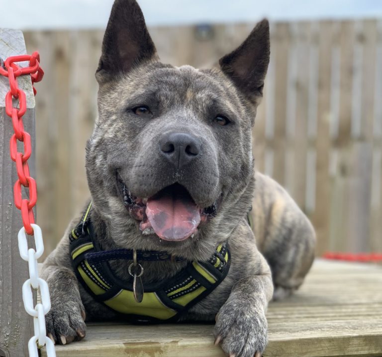 Show your support for dogs like Tokyo