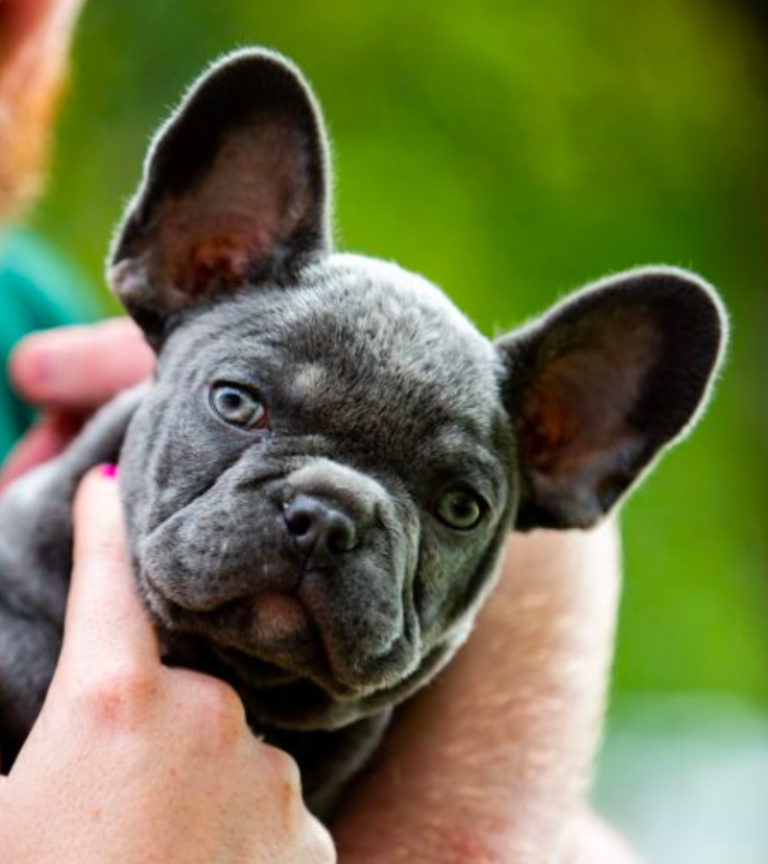French Bulldog puppy Kevin