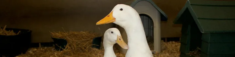 A pair of geese