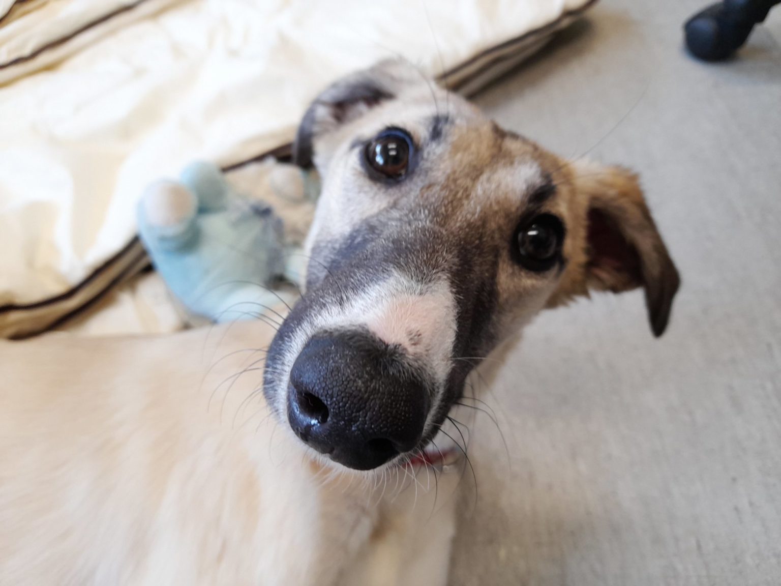 When to put my dog to sleep Woodgreen Pets Charity