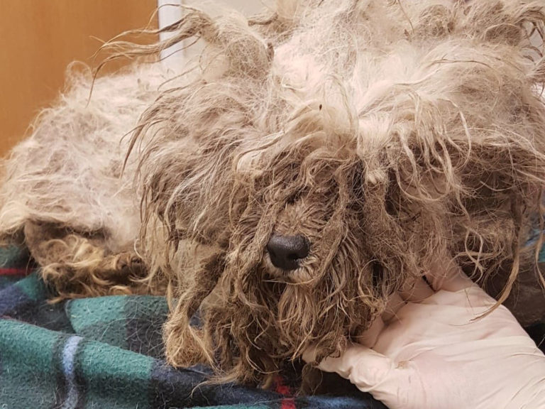 Winnie's fur was so badly matted, she could barely walk