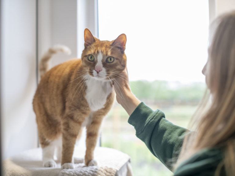 Cat being care for by Woodgreen staff member