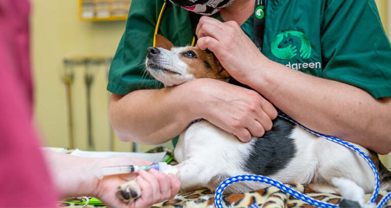 A small dog lies calmly on an examination table while a vet in green scrubs gently holds its head and another person administers medication into the dog's front leg.