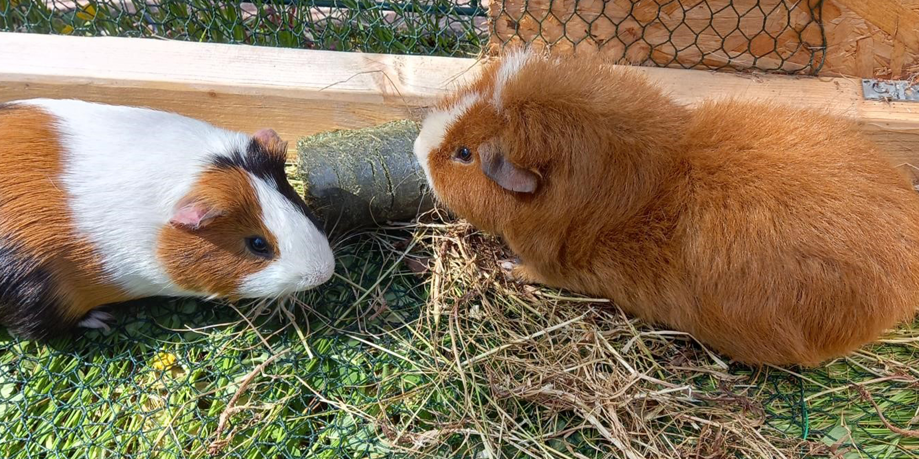 Guinea pigs