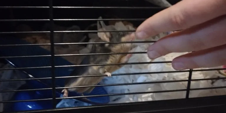 Mouse in cage