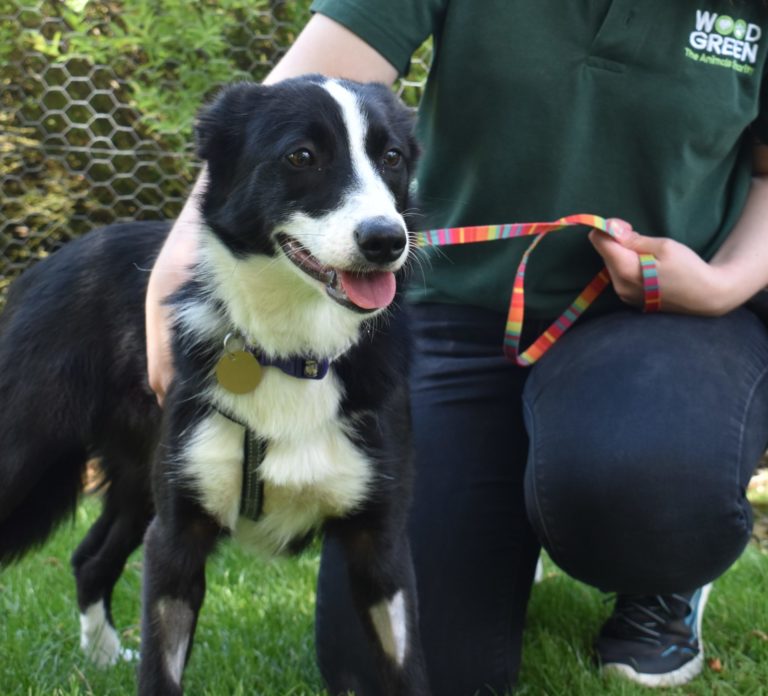 Kimmit sits on a leash with her carer crouched next to her