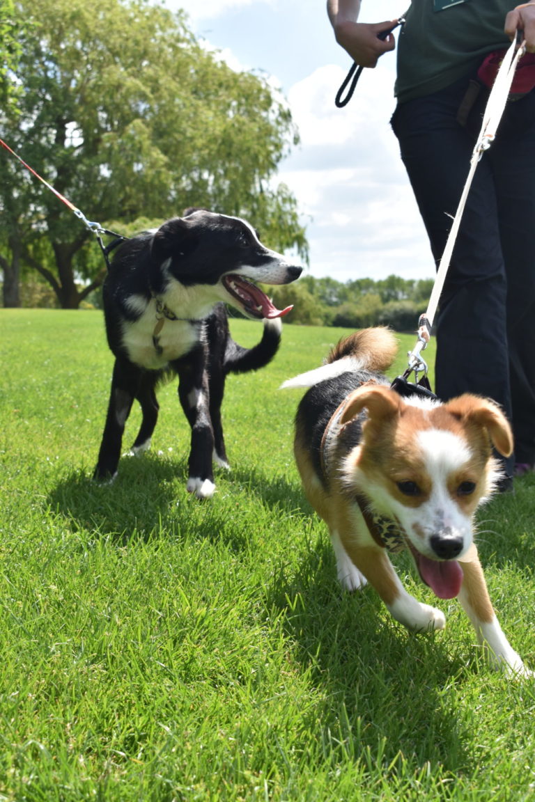 Kimmie and her friend Joey having fun on a walk