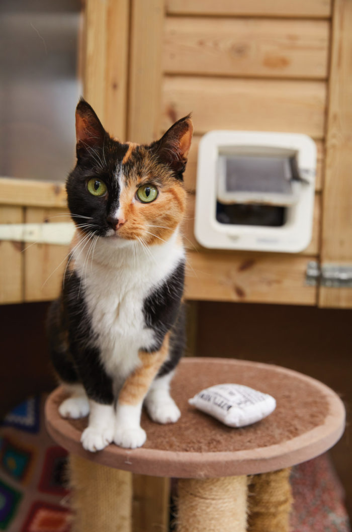 Blodwyn Sponsorship Cat