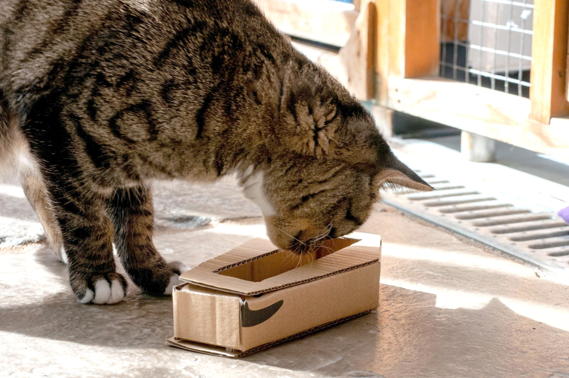 Coffin enrichment feeder
