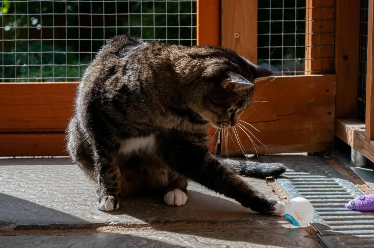 Cat playing with toy