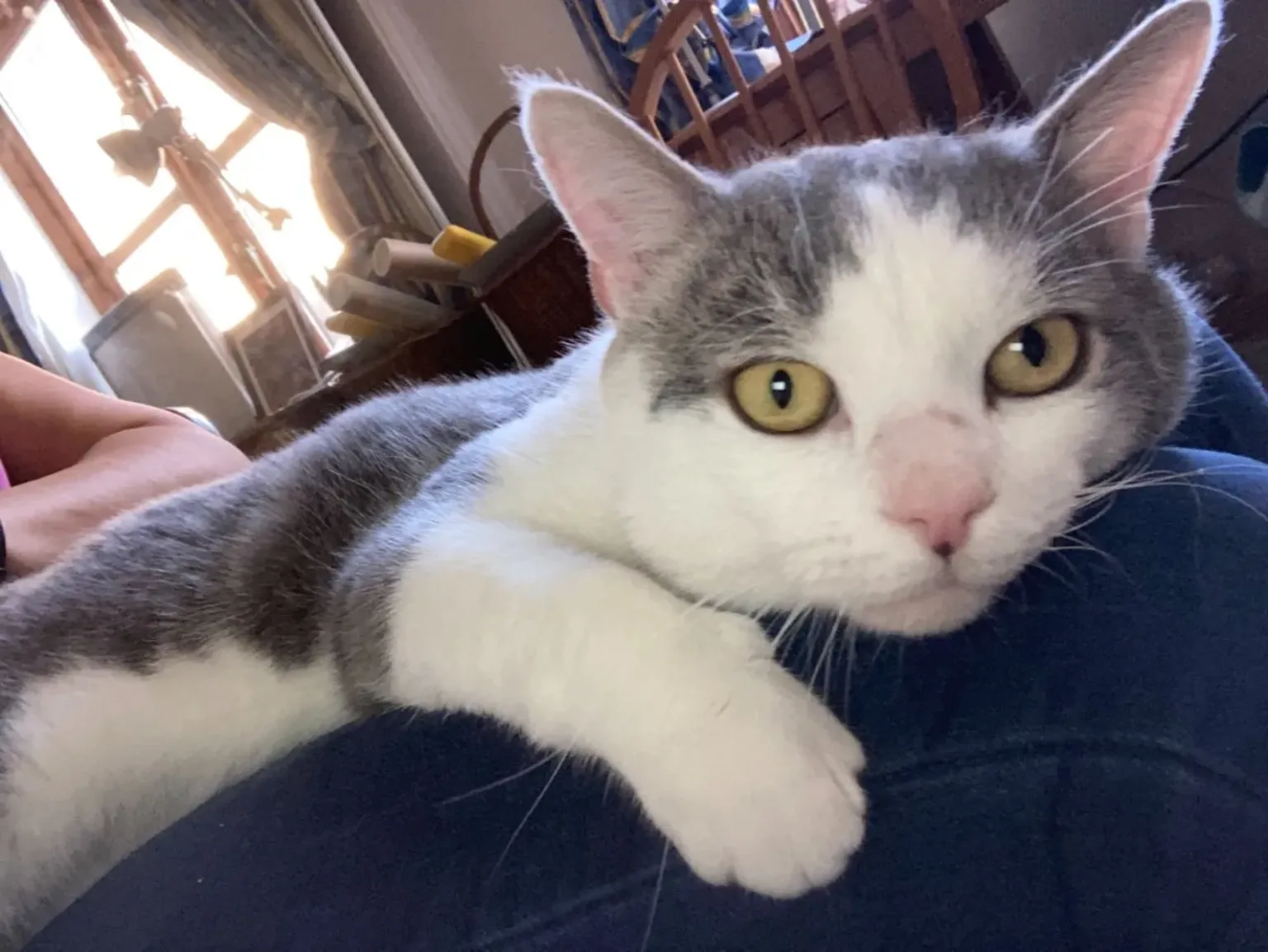 Smudge the cat