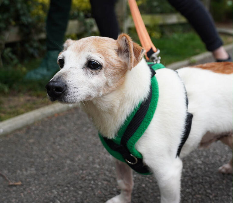 Jack Russell Little Little Rex needs support