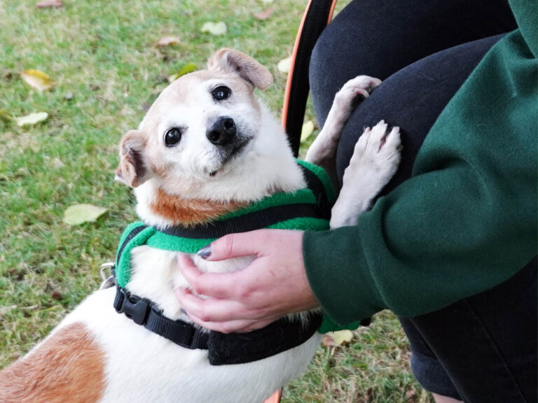 Finding Little Little Rex a loving home