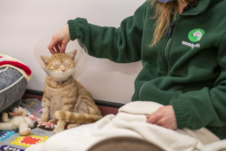 Leon the ginger cat being fussed by staff member, Bev