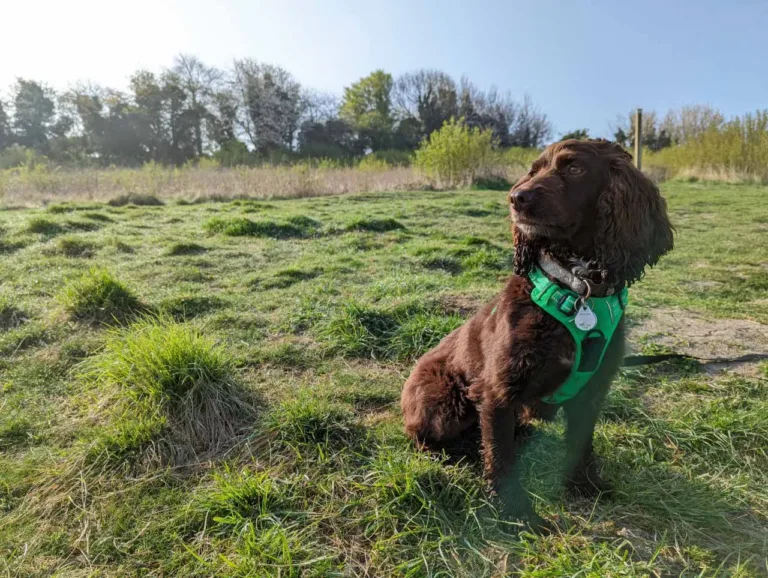 Brown dog wearing a harness in a field