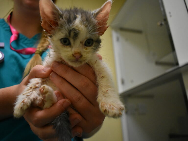 Kitten held by a vet nurse