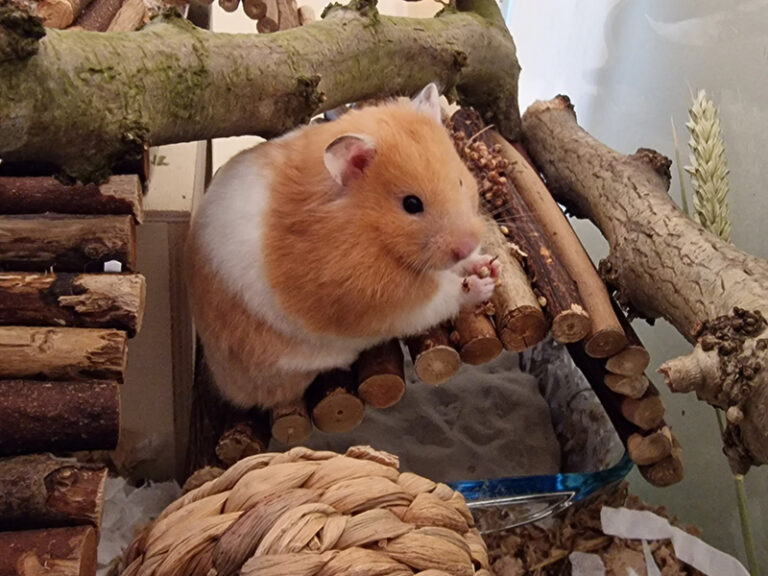Henry the Hamster - Woodgreen
