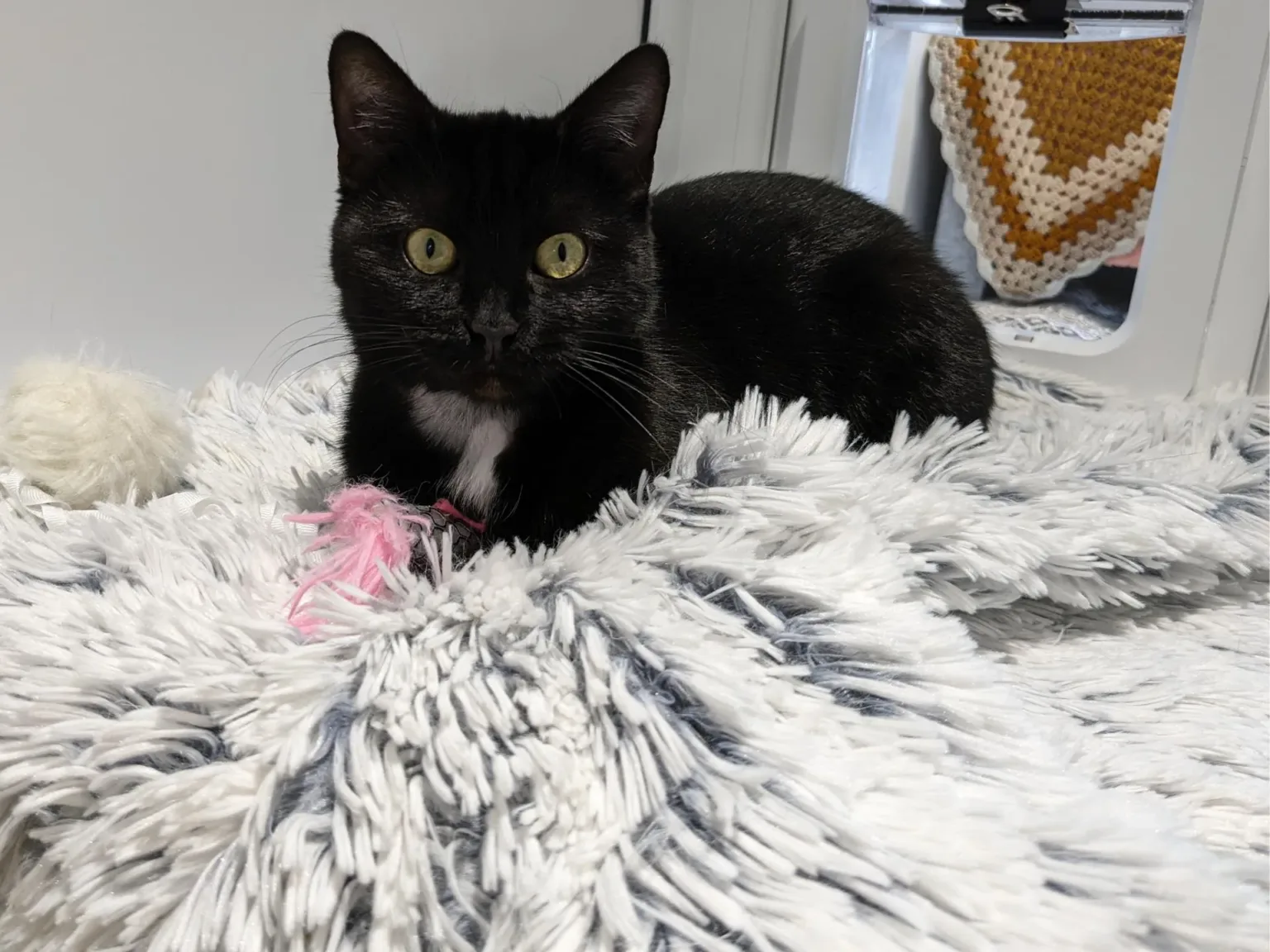A black cat sitting on top of a grey blanket.