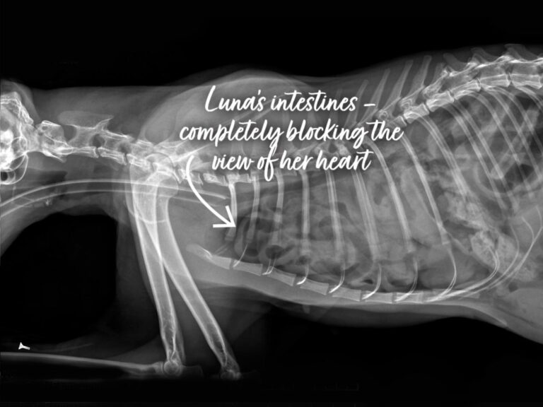 A cat x-ray with annotation which reads as follows: Luna's intestines blocking the view of her heart.