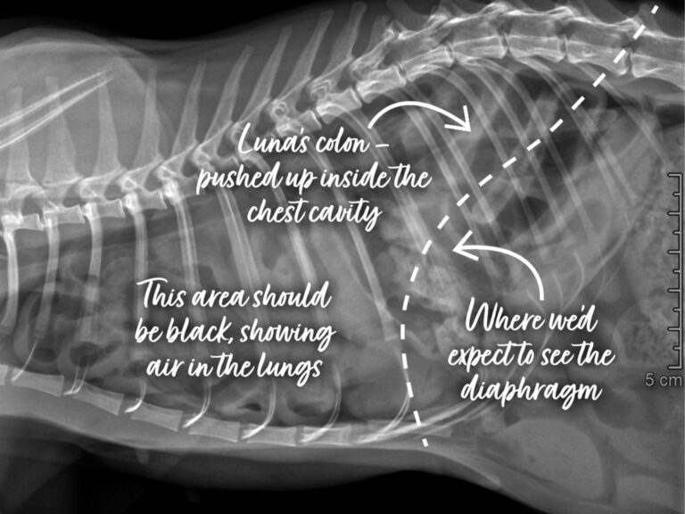 A cat x-ray with annotations.