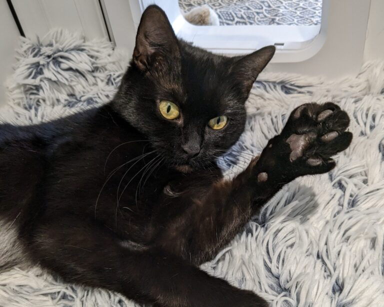 A black cat lying on top of a grey blanket.