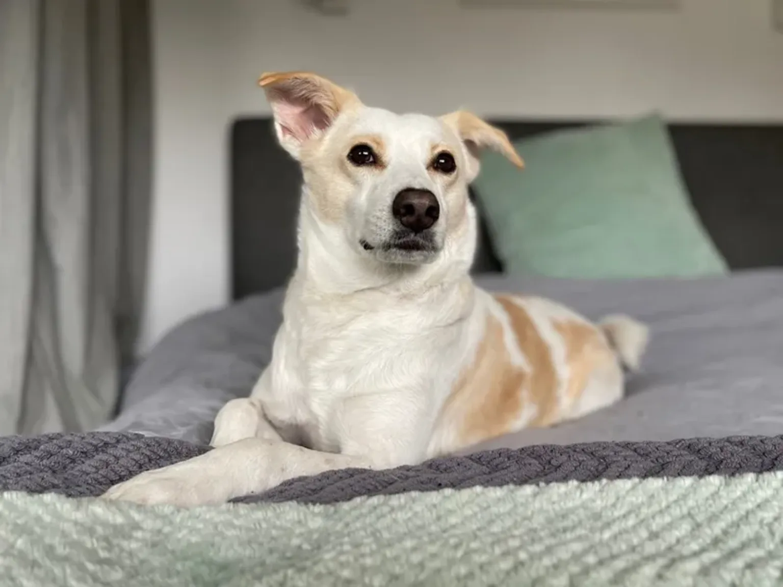 Dog laying down on bed - Woodgreen