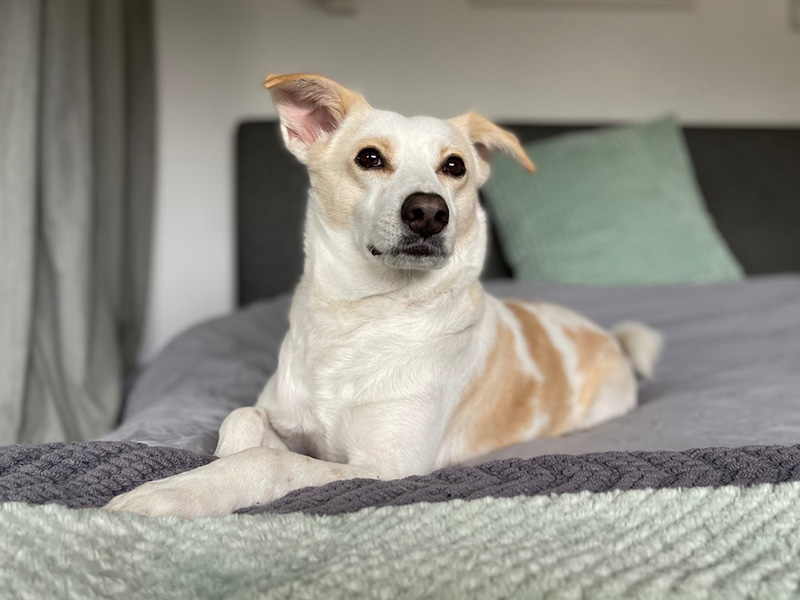 Dog laying down on bed - Woodgreen